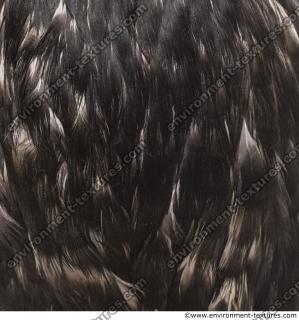 feathers animal 0004
